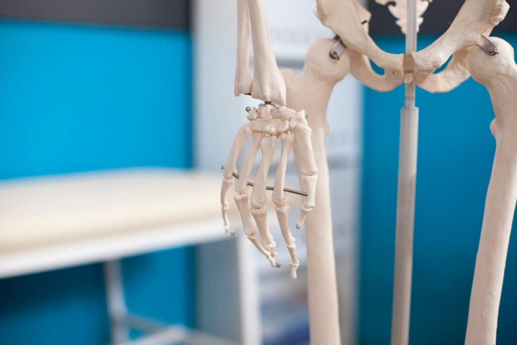 Modelo anatómico del sistema osteomuscular humano en consultorio médico.