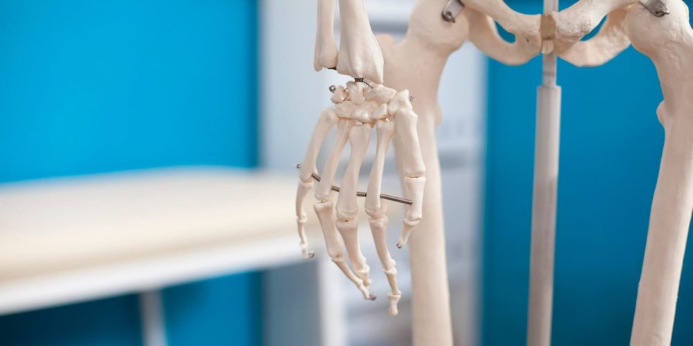 Modelo anatómico del sistema osteomuscular humano en consultorio médico.